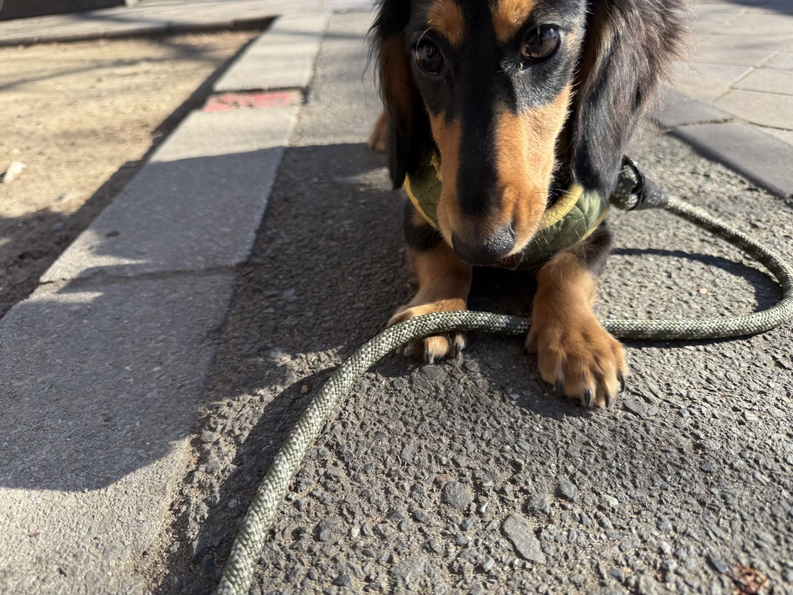 散歩の途中でこちらを見るなが