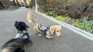おそろいの服で歩くミニチュアダックスのまるとなが(犬が散歩で吠える)