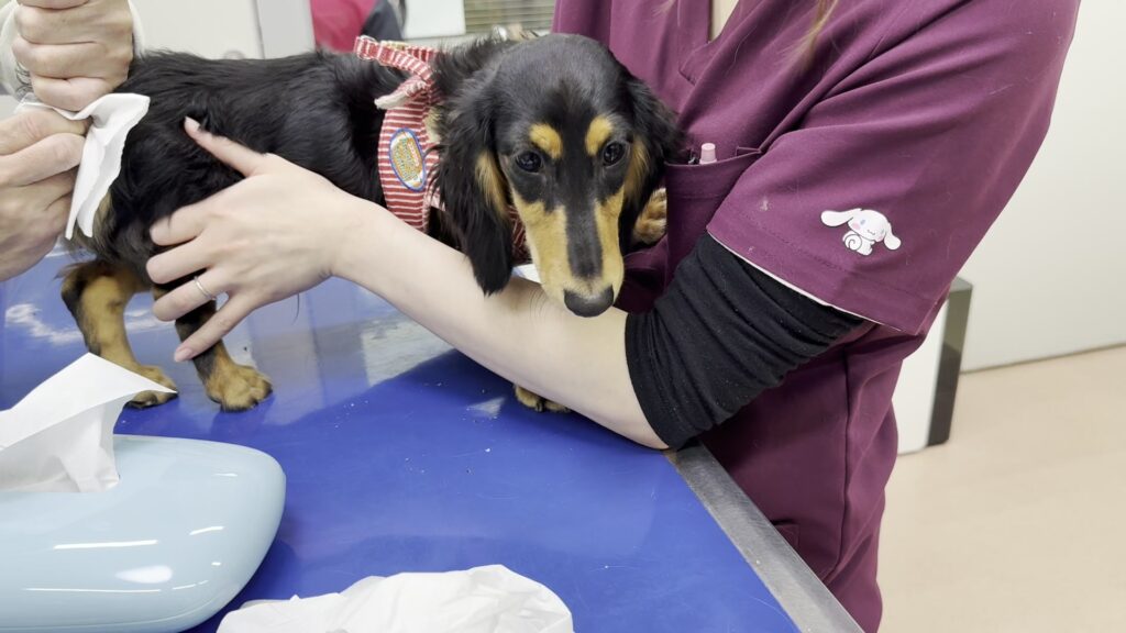 診察台の上でじっとしているミニチュアダックスのなが（犬が病院で震える）