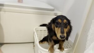 お風呂場の白いかごに入ったミニチュアダックスのなが（犬のお風呂の入れ方）