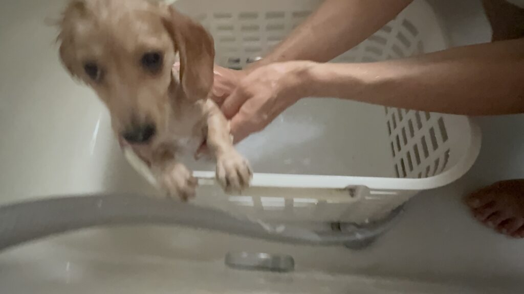 かごのふちに前足をかける子犬のまる（子犬のお風呂はいつから）
