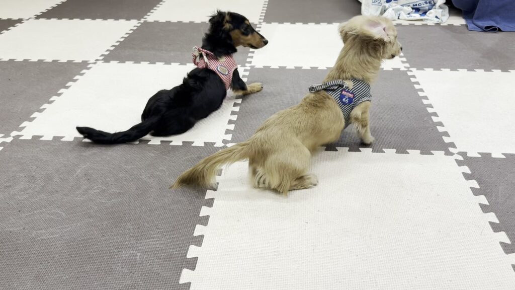 教室のマットの上にいるミニチュアダックスのまるとなが（子犬のしつけ教室）