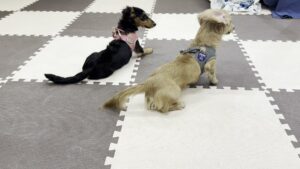 教室のマットの上にいるミニチュアダックスのまるとなが（子犬のしつけ教室）