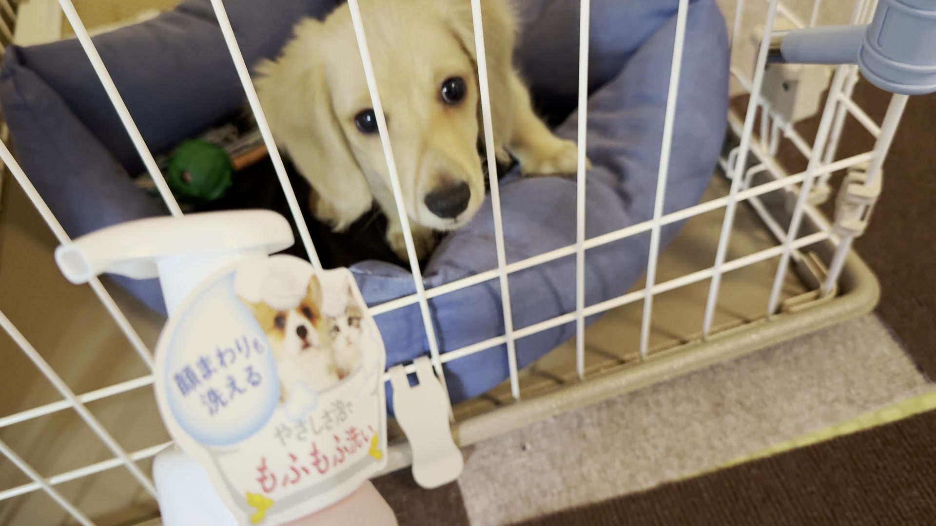 お店ですすめられたシャンプーと、ケージの中の子犬のまる