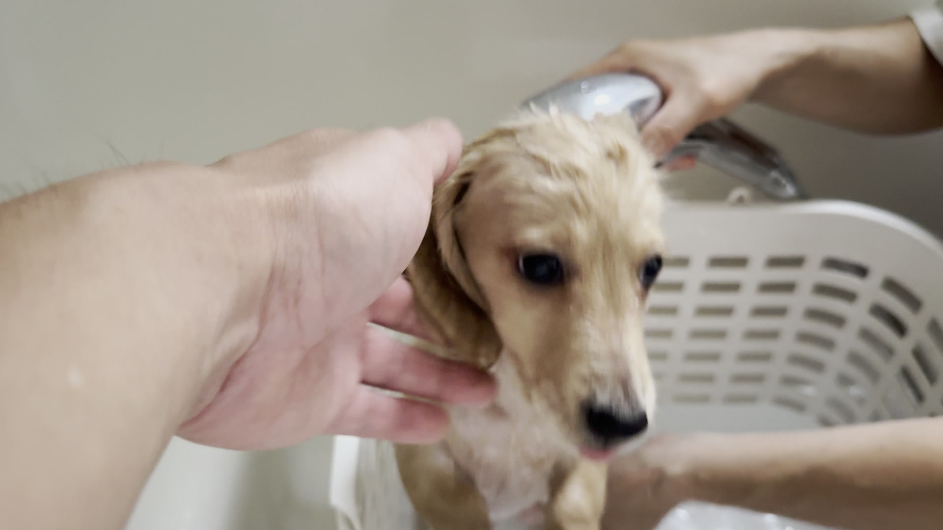 頭にシャワーをかけられている子犬のまる