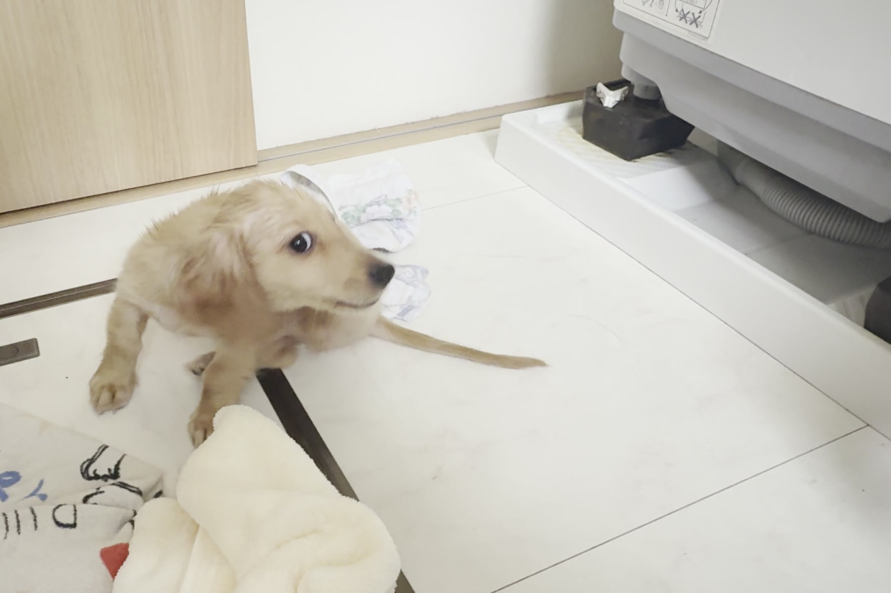 洗いおわって、タオルのそばにいる子犬のまる