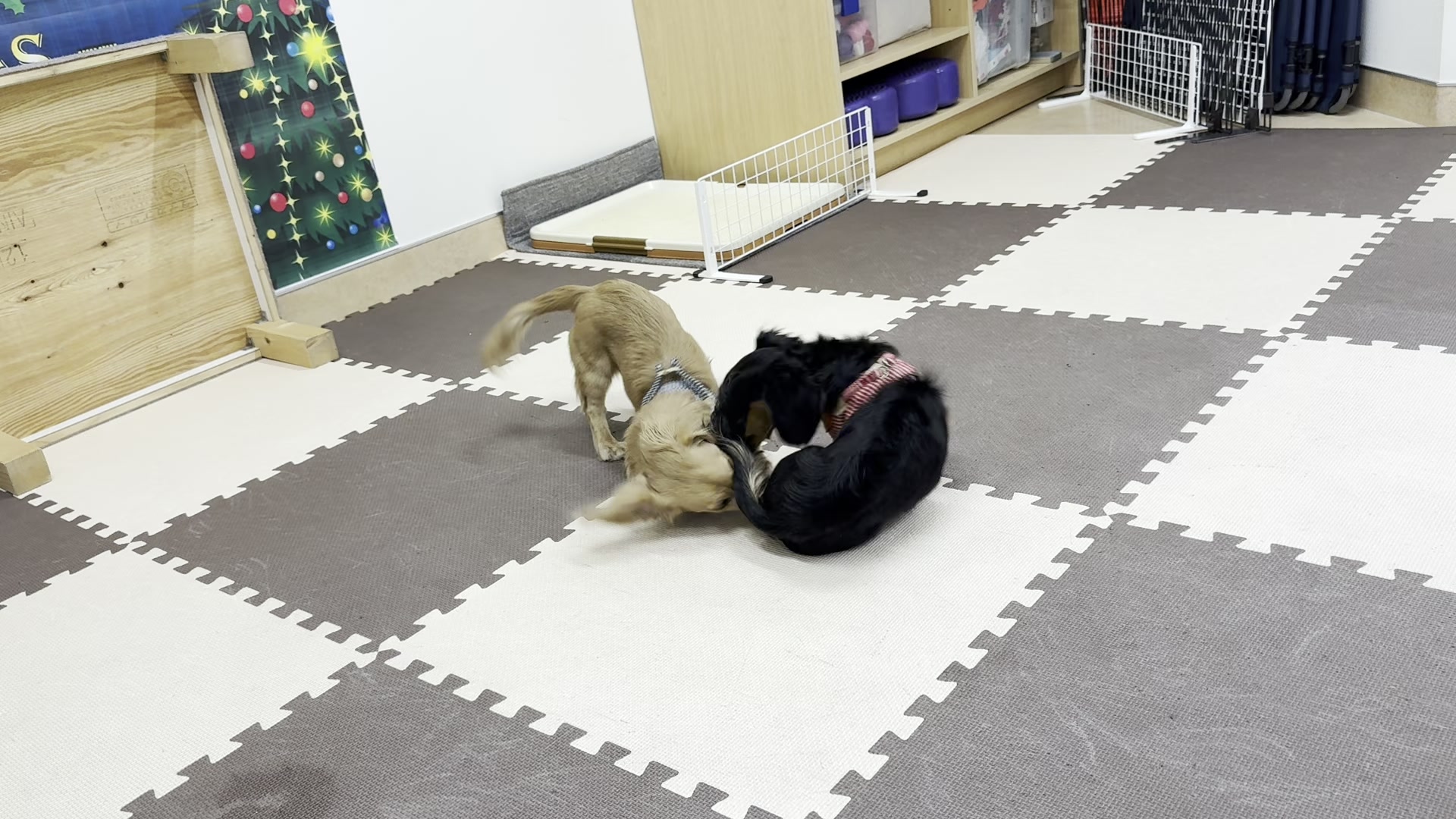 見学した教室でじゃれ合うまるとなが